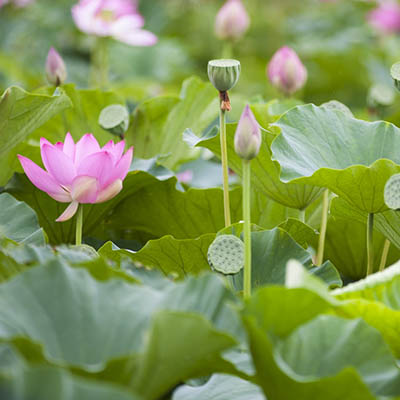 Field Pink lotuses (flowers)